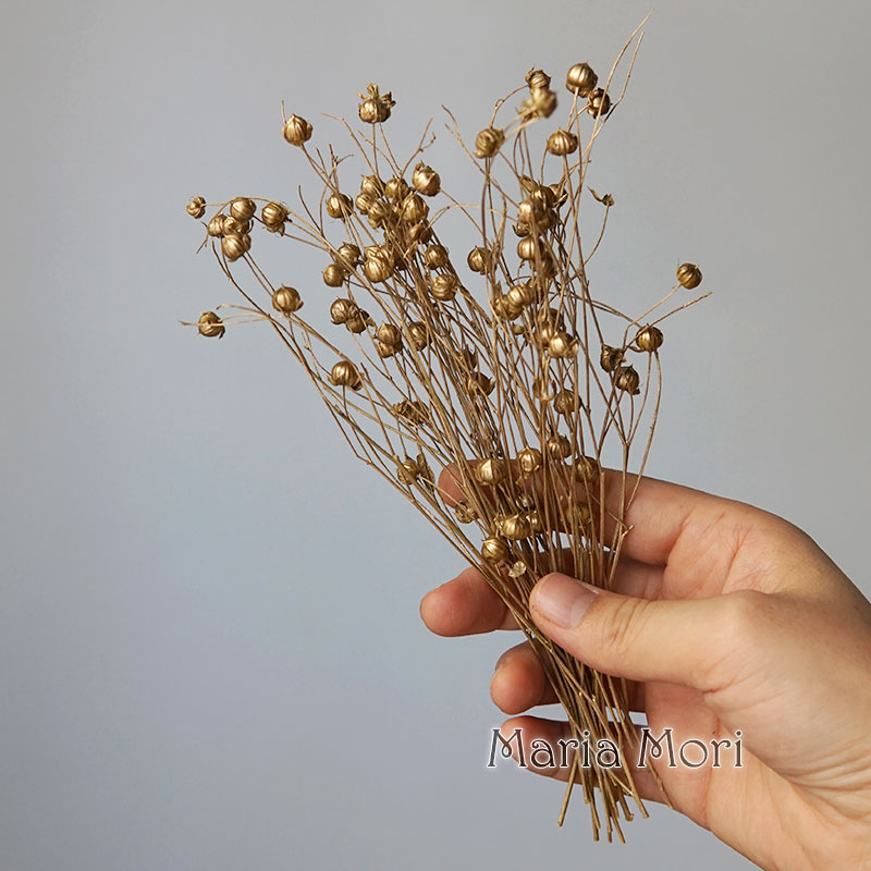 5g/Preserved Flax Bean Natural - огляд і ціна Dried Flower Bulk