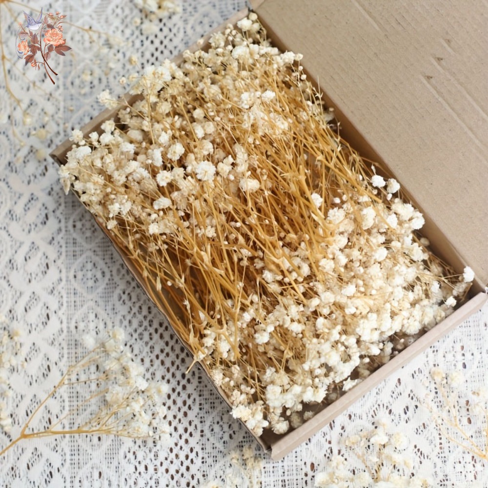 100pcs Mini Dried Baby's Breat - огляд і ціна Dried Flower Bulk
